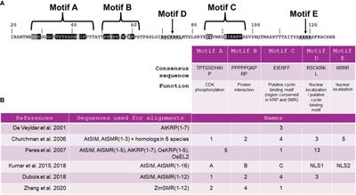 The SIAMESE family of cell-cycle inhibitors in the response of plants to environmental stresses